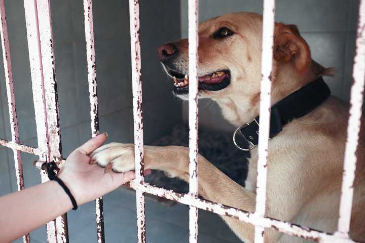 Activistas alertan sobre “desigualdad en realidades caninas” en México