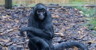 West Lothian zoo pays tribute to beloved spider monkey after death at 46