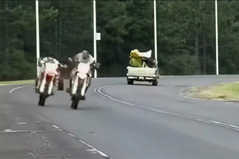 Picadas de motos en Concordia: iniciarán causas penales a los autores