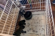 Crueldad aninal. Tenía un criadero ilegal de perros en su departamento y lo absolvieron, pero ahora deberán volver a juzgarlo