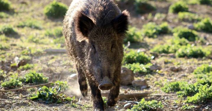 Confirmados cuatro nuevos casos de peste porcina africana en jabalíes de Cerdanyola del Vallès