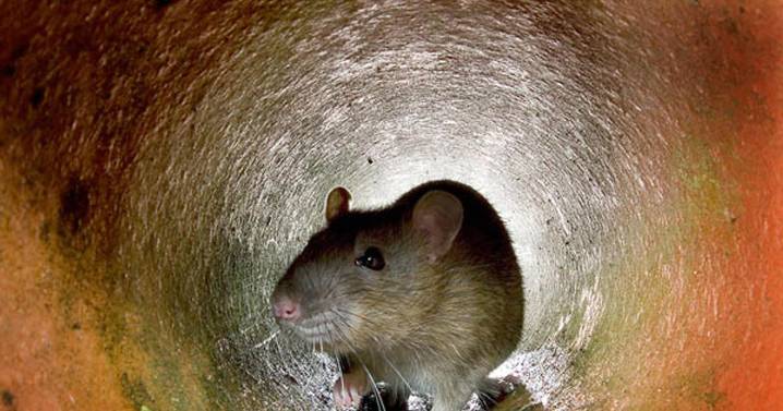 Expert shares 1 simple method to keep rats out of your car this winter