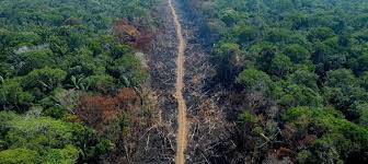 Alerta por Deforestación Aumentada en la Amazonía