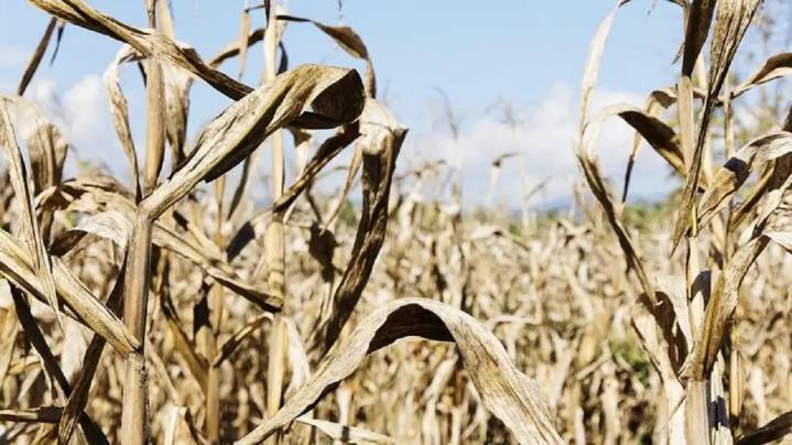 Desesperación en el agro por palomas que arrasan cultivos: “El impacto es grande porque nunca hubo un programa para abordarlo”