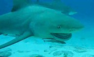 Centros de buceo operan al 70% tras el regreso del tiburón toro a Playa del Carmen