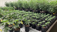 Alabama’s long wait for medicinal cannabis could be nearing end as commission awards dispensary licenses