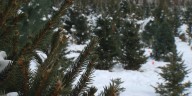 Christmas tree shoppers face higher prices for artificial trees due to tariffs
