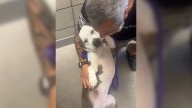 Arizona Pup’s Heartbreak Turns To Joy When Her New Dad Walks Through The Shelter Doors