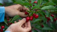 Cherry Bush Vs Cherry Tree: Only One Is Better Suited To Grow In Colder Climates