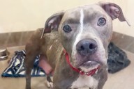 Rescuers Save Abandoned Dog Left Tied Up In a Suitcase Inside a Dumpster