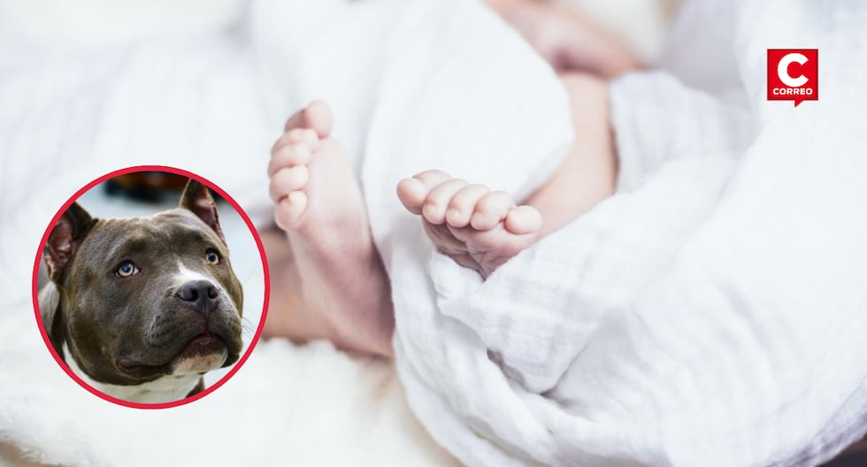 Bebé de 11 meses muere tras ataque de perros pitbull en vivienda de San Juan de Lurigancho