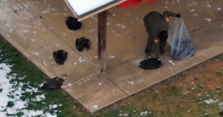 Tests say bird flu is to blame for more than 70 dead vultures in Clermont County