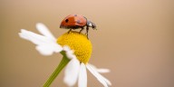 Ladybug Symbolism: 5 Special Meanings, According to Experts