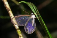 Deforestación está apagando los colores de 60 especies de mariposas amazónicas