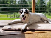 The 11 Best Cooling Pads for Dogs