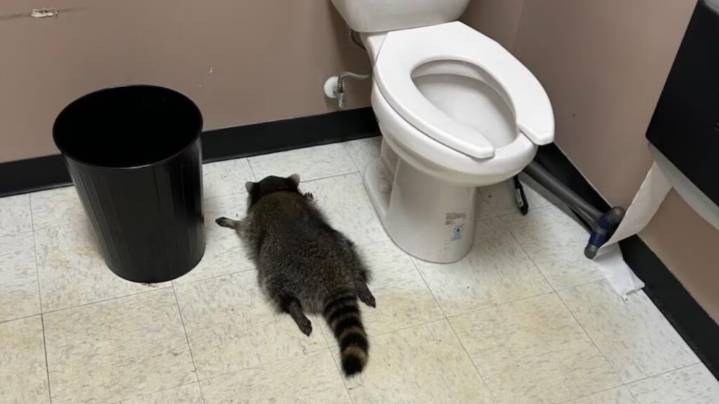 ‘Heavily intoxicated’ raccoon passes out in liquor store bathroom after breaking in, ransacking shelves