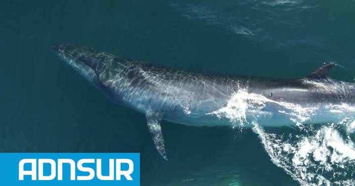Proyectarán el documental que revela el misterio de la ballena sei en Comodoro: cómo inscribirse para verlo gratis