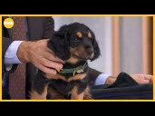 George Stephanopoulos adds new family member