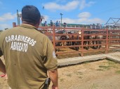 Carabineros de Ñuble informa.