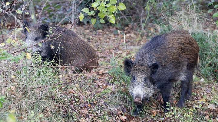 La Comunitat Valenciana se blinda ante la peste porcina con una ventaja: los 58.000 jabalíes abatidos