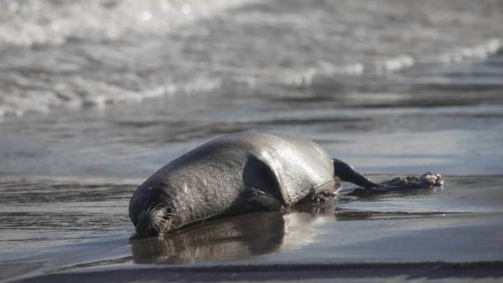Hallan casi medio millar de focas muertas a orillas del Caspio en Rusia
