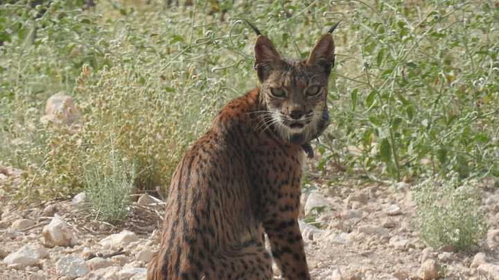 Murcia refuerza su 'Territorio Lince' y anuncia la liberación de ocho nuevos ejemplares en Lorca en 2026