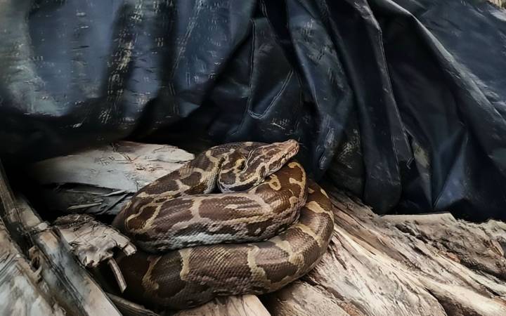 Seven-foot long python lurking near village rescued in Odisha's Balasore
