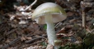 Health officials warn against mushroom foraging after fatal poisoning