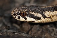 Vecinos de Talca alertan por aparición de serpiente en zona residencial de La Florida