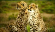 How sperm bank for cheetahs might one day save fastest land animal