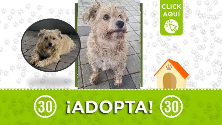 ¡Ayudemos a este perrito a salir de la calle! Está en condición de abandono por Andalucía la Francia