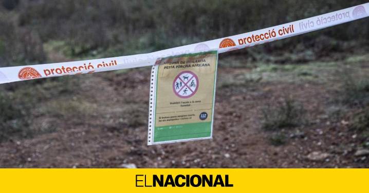 Hallan dos jabalíes más muertos en la zona de alto riesgo y estudian crear un tercer perímetro de seguridad