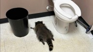 Raccoon goes on drunken rampage in Virginia liquor store and passes out on bathroom floor