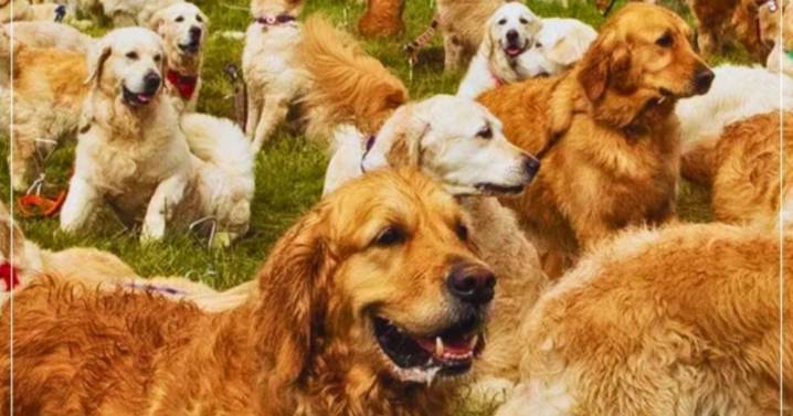 Argentina rompió el record munidal de golden retrievers reunidos