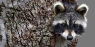Man tries to rescue injured raccoon, gets bitten on face while driving, learns it has rabies
