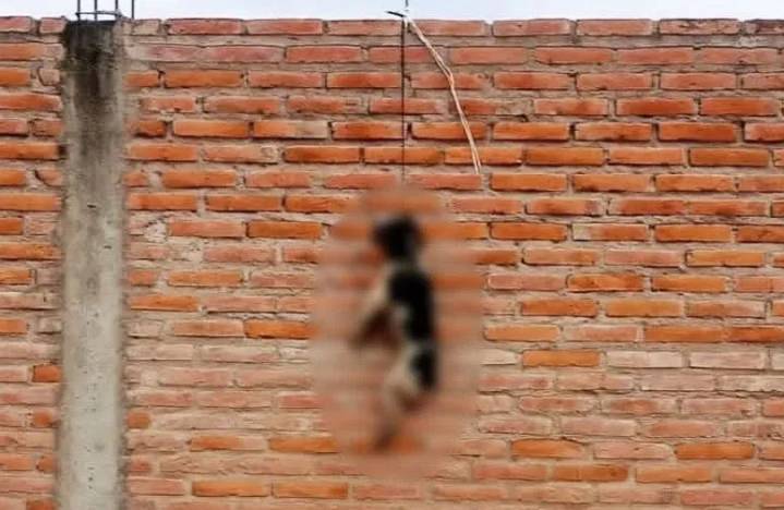 Hallan a un perro colgado de una tapia en Rosario de la Frontera