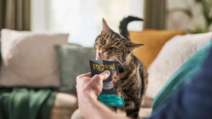 Treat your feline to nutrient-rich cat food + treats from Reveal šāā¬