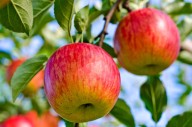 How to choose the right apple tree for your location