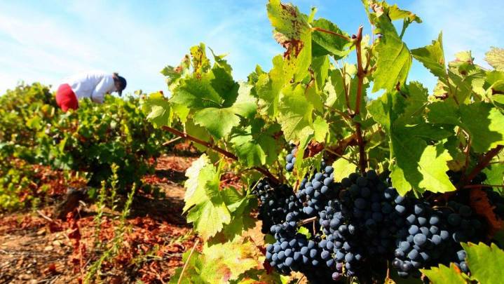 Denuncian que la Diputación debe más de 120.000 euros a promotores de enoturismo