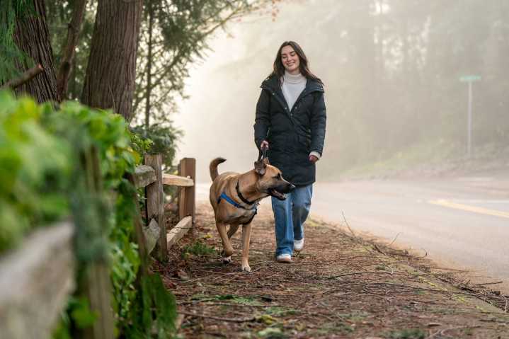 This app is making holiday travelling way easier for pet parents