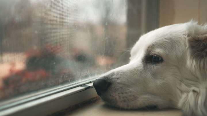 This website lets you peek through windows around the world