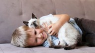 Comunicado importante de los veterinarios a las personas que conviven con gatos e hijos en casa