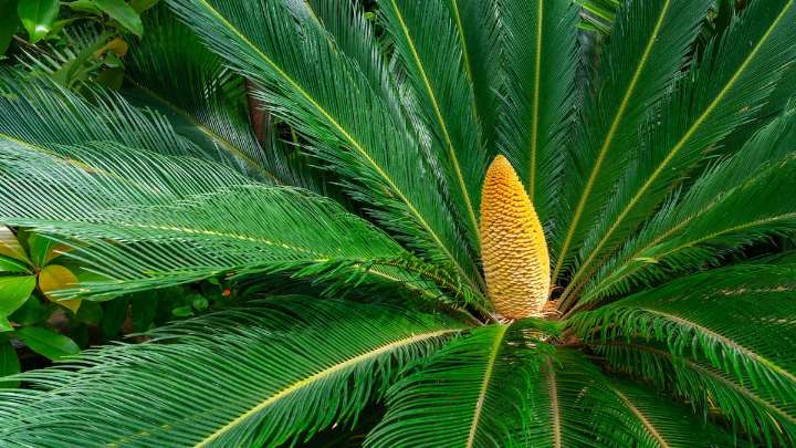 Las plantas ya usaban "señales de calor" para atraer insectos antes de hacerlo con sus colores