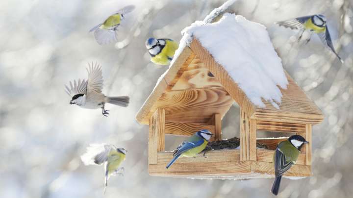 Keep Backyard Birds Safe During A Polar Vortex With These Tips