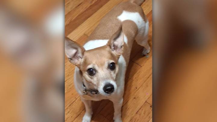 Dog stolen outside north Lincoln Walgreens, police say