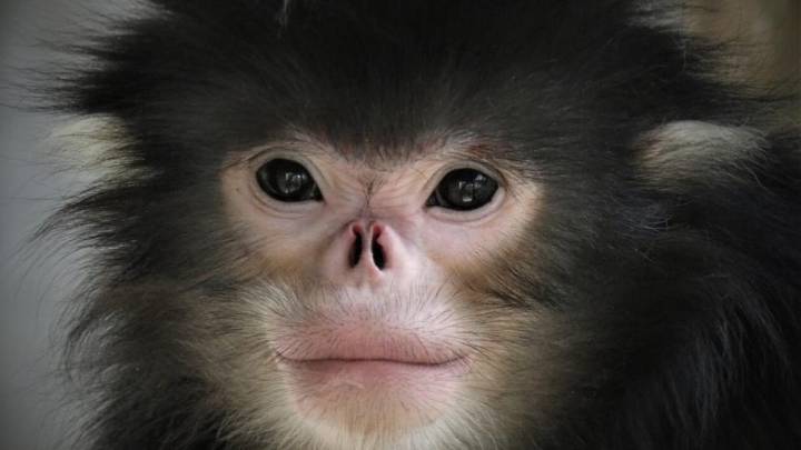 Passenger Arrested With Two Endangered Monkeys At Bengaluru Airport