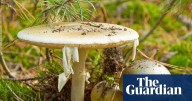 California officials warn foragers after person dies from poison mushroom