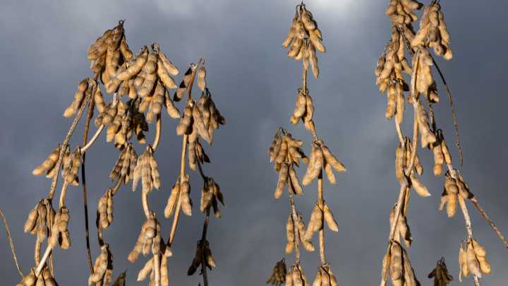 Trump aid not enough for Mississippi farmers hurting from tariff wars