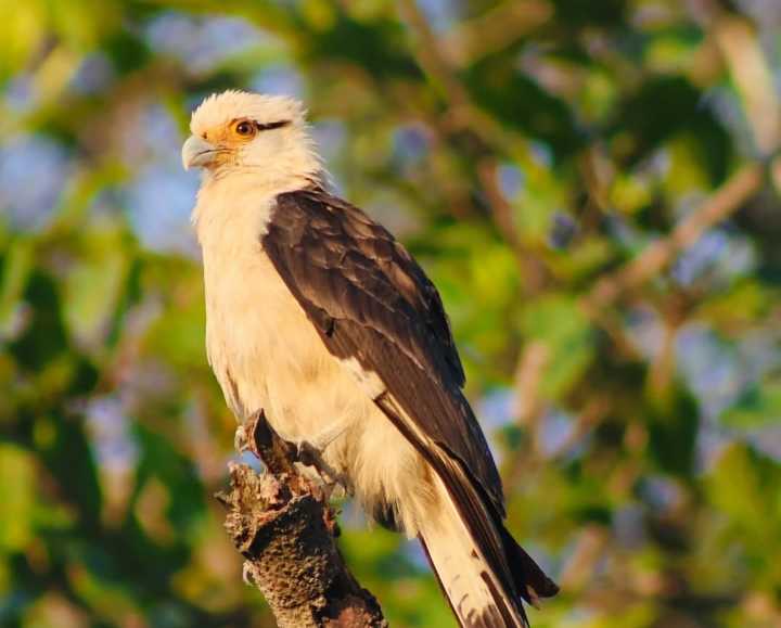 Promueven destinos turísticos del llano venezolano