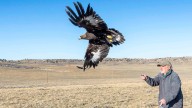 Conservation Group Sues, Claims Feds Hiding Wyoming Wind Turbine Eagle Deaths